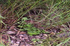 Andrographis nallamalayana